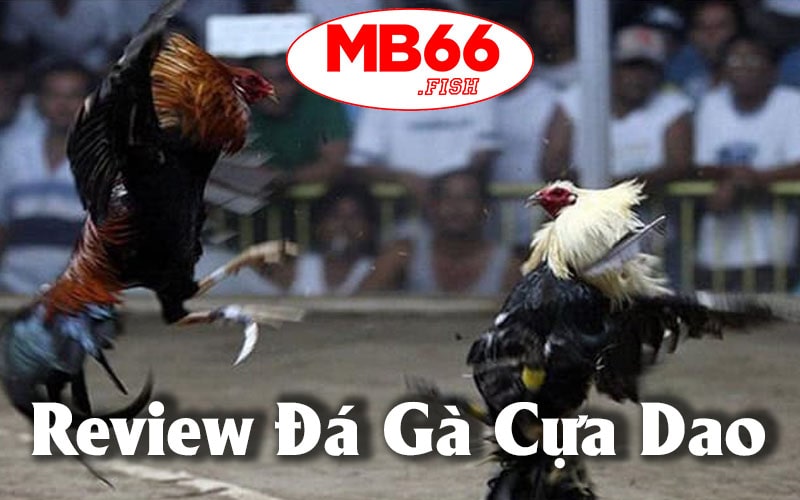 Đá Gà Cựa Dao Mb66 - Trò Chơi Giải Trí Độc