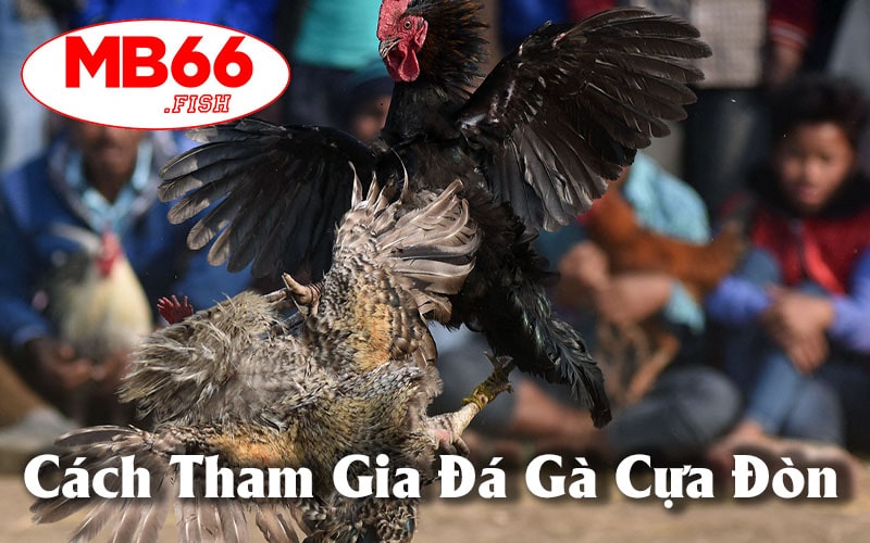 Cách tham gia đá gà cựa đòn MB66