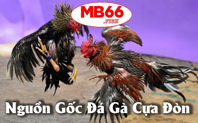 Nguồn gốc của đá gà cựa đòn MB66 