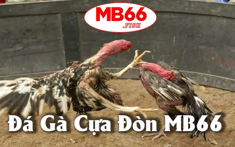 Đá Gà Cựa Đòn MB66 - Thế Giới Đầy Kịch Tính