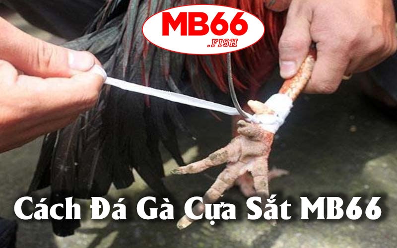 Cách Đá Gà Cựa Sắt MB66