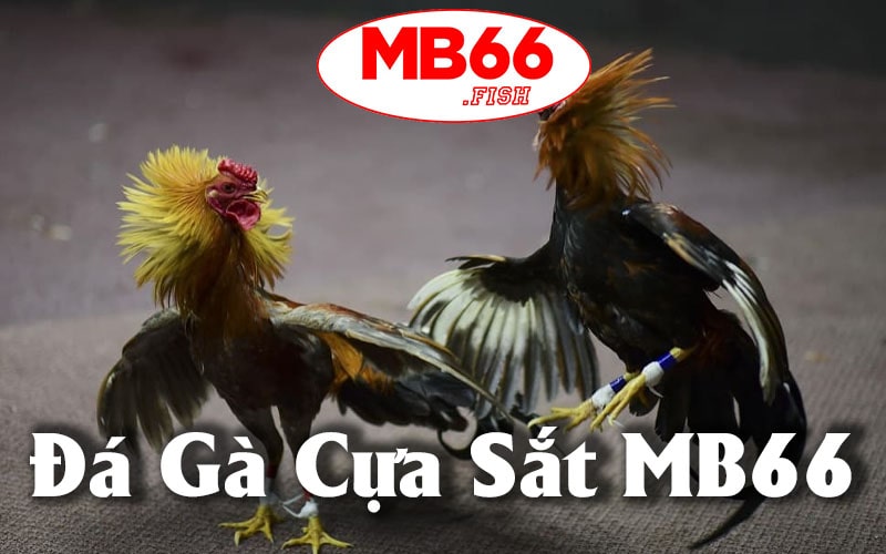 Đá Gà Cựa Sắt MB66 - Trải Nghiệm Online Thả Ga